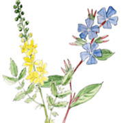 Illustration Spagyrische Pflanzen